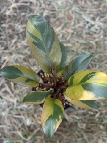 Philodendron Black Cardinal Nr. 2