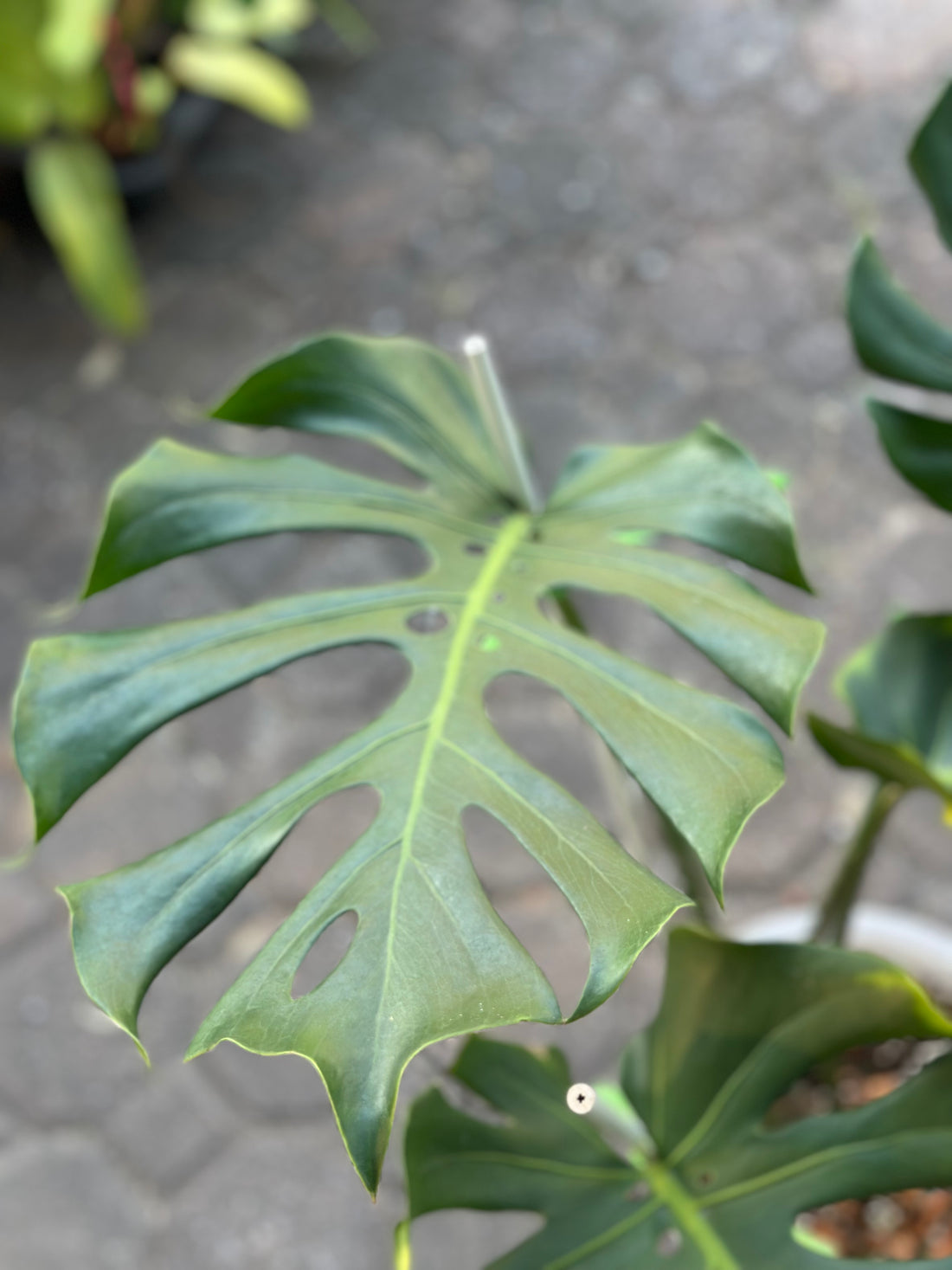 Monstera Form 6 ‘Long Leaf’