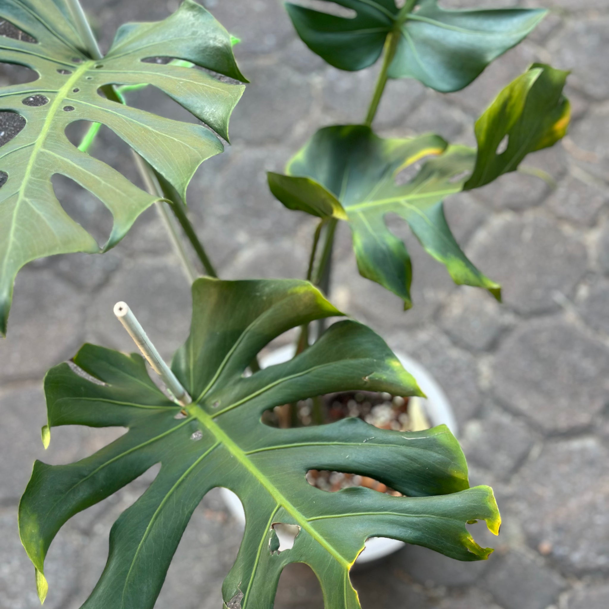 Monstera Form 6 ‘Long Leaf’