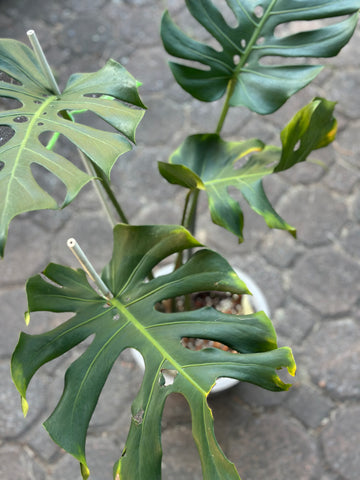 Monstera Form 6 ‘Long Leaf’