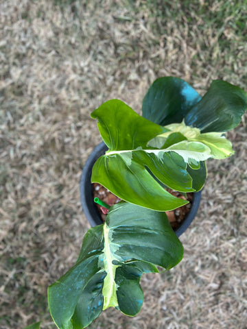 Monstera White Lava
