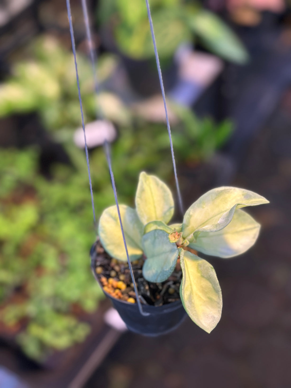 Hoya Argentea Princess