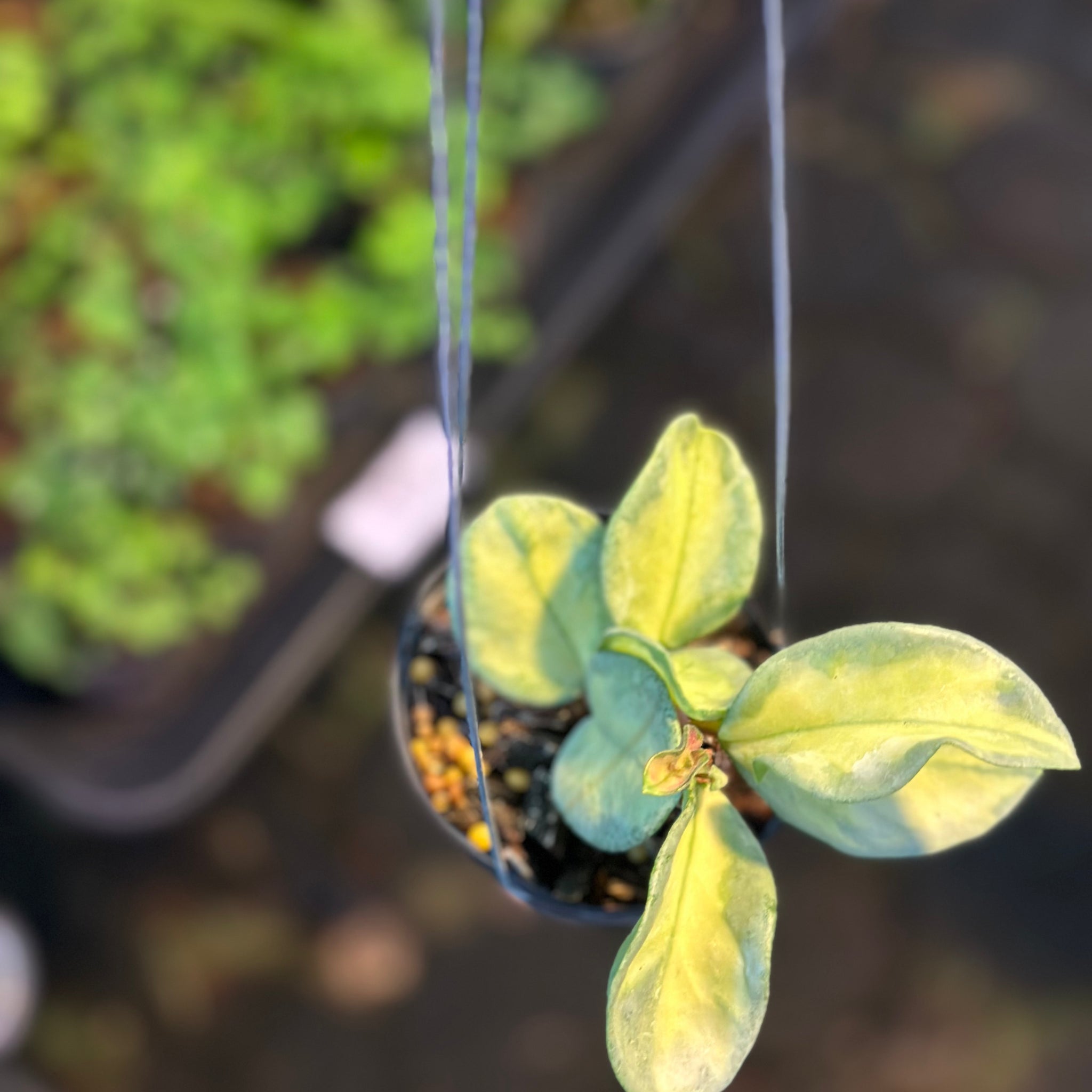 Hoya Argentea Princess