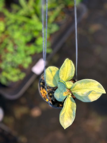 Hoya Argentea Princess