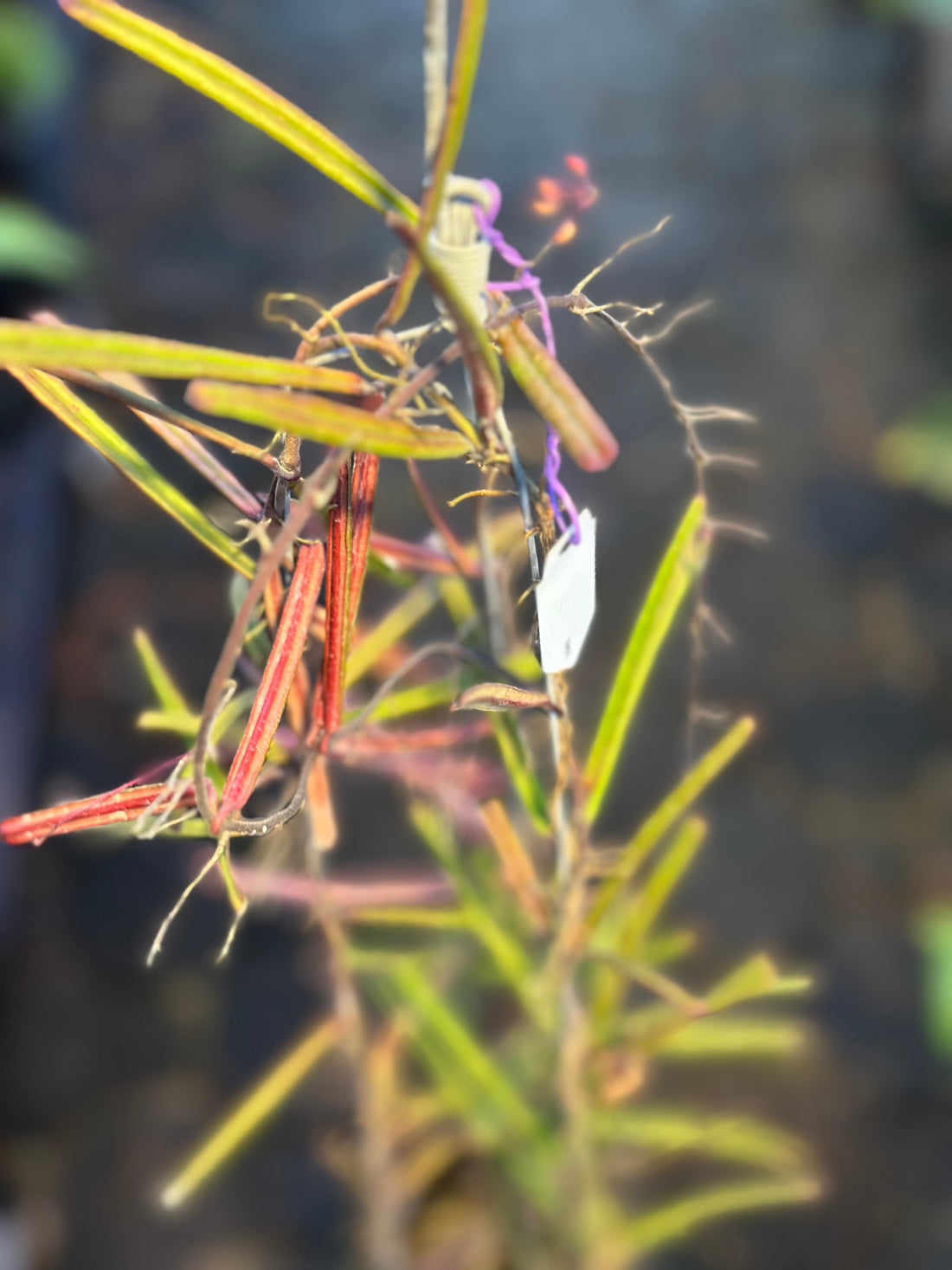 Hoya Insularis Large