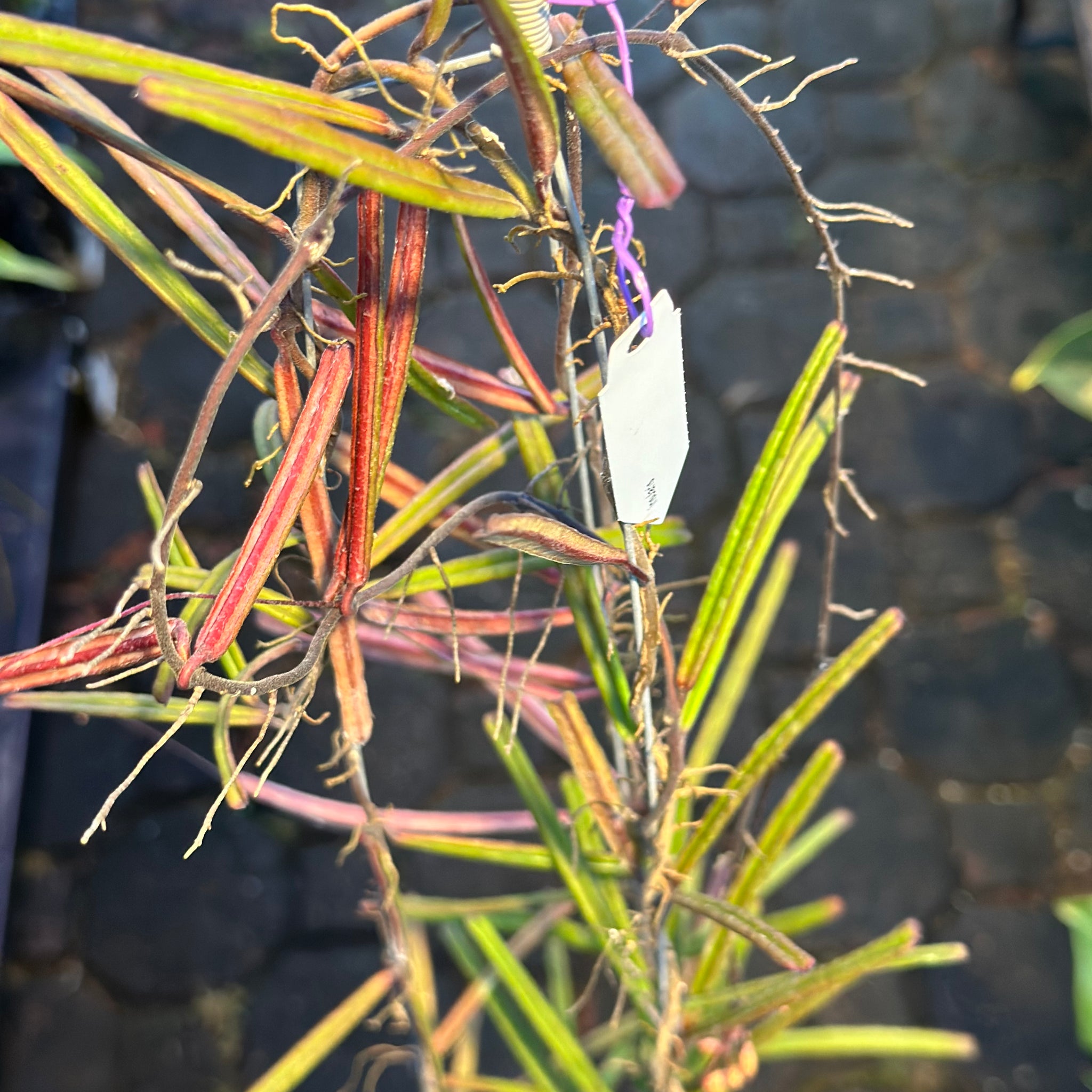 Hoya Insularis Large