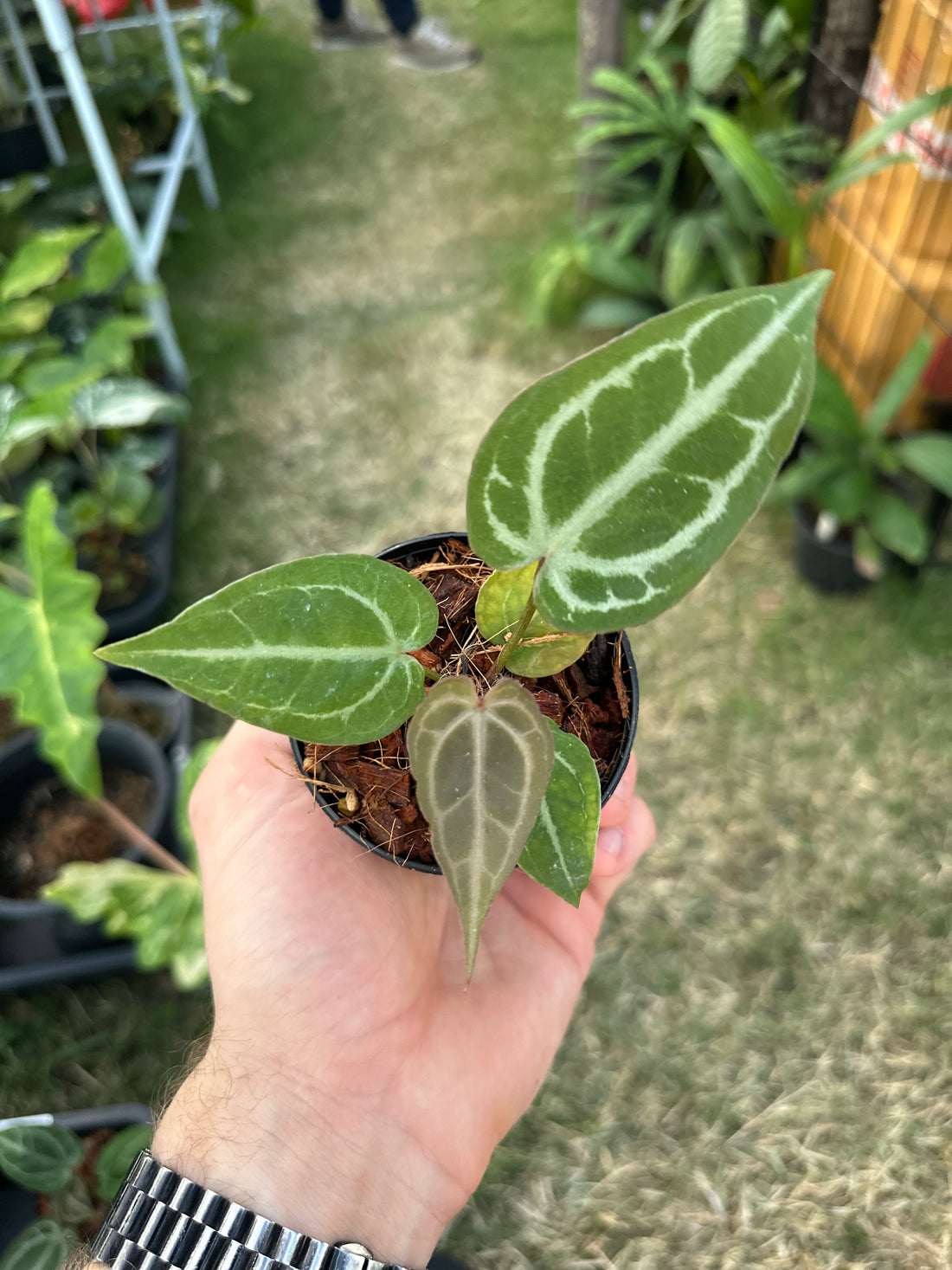 Anthurium DocBlockTortoise shell grey x self