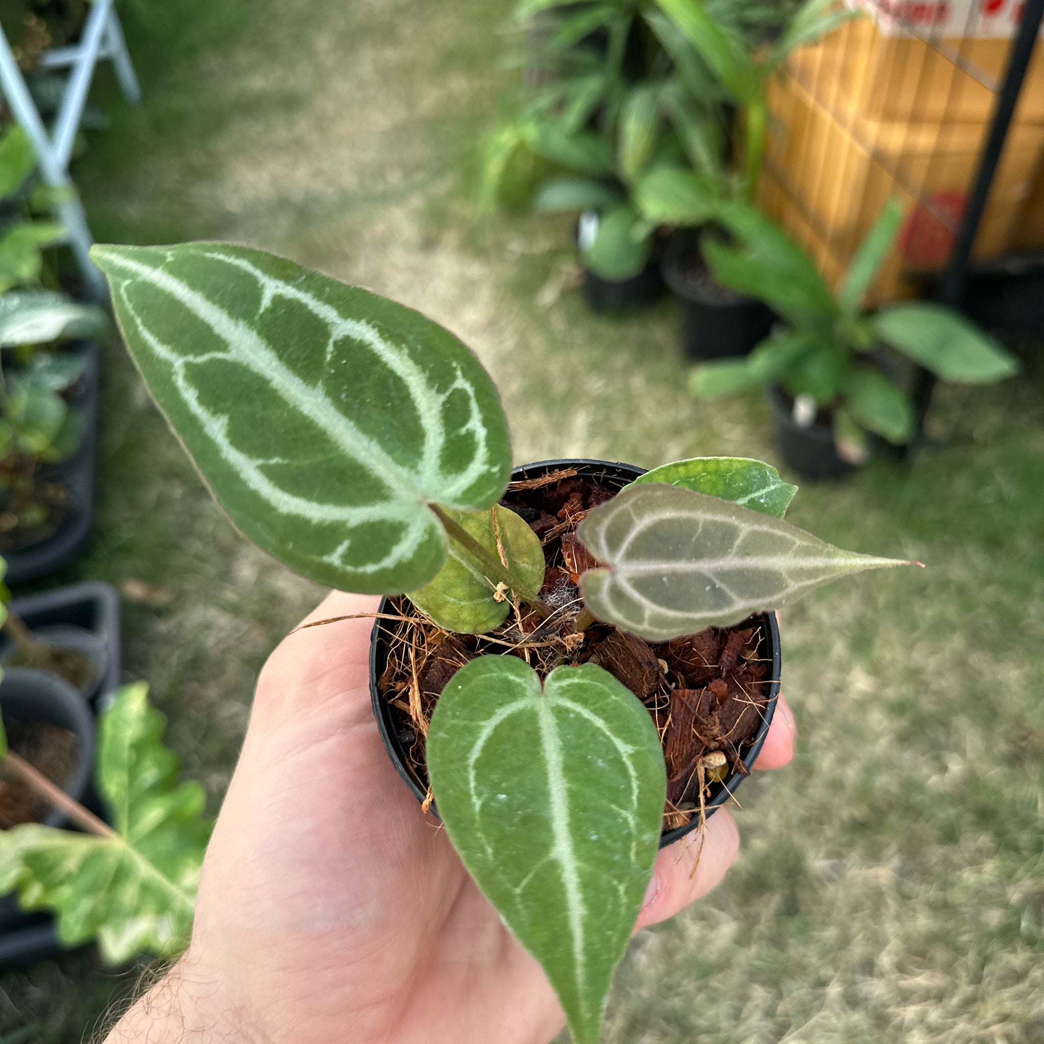 Anthurium DocBlockTortoise shell grey x self