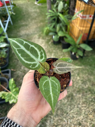 Anthurium DocBlockTortoise shell grey x self