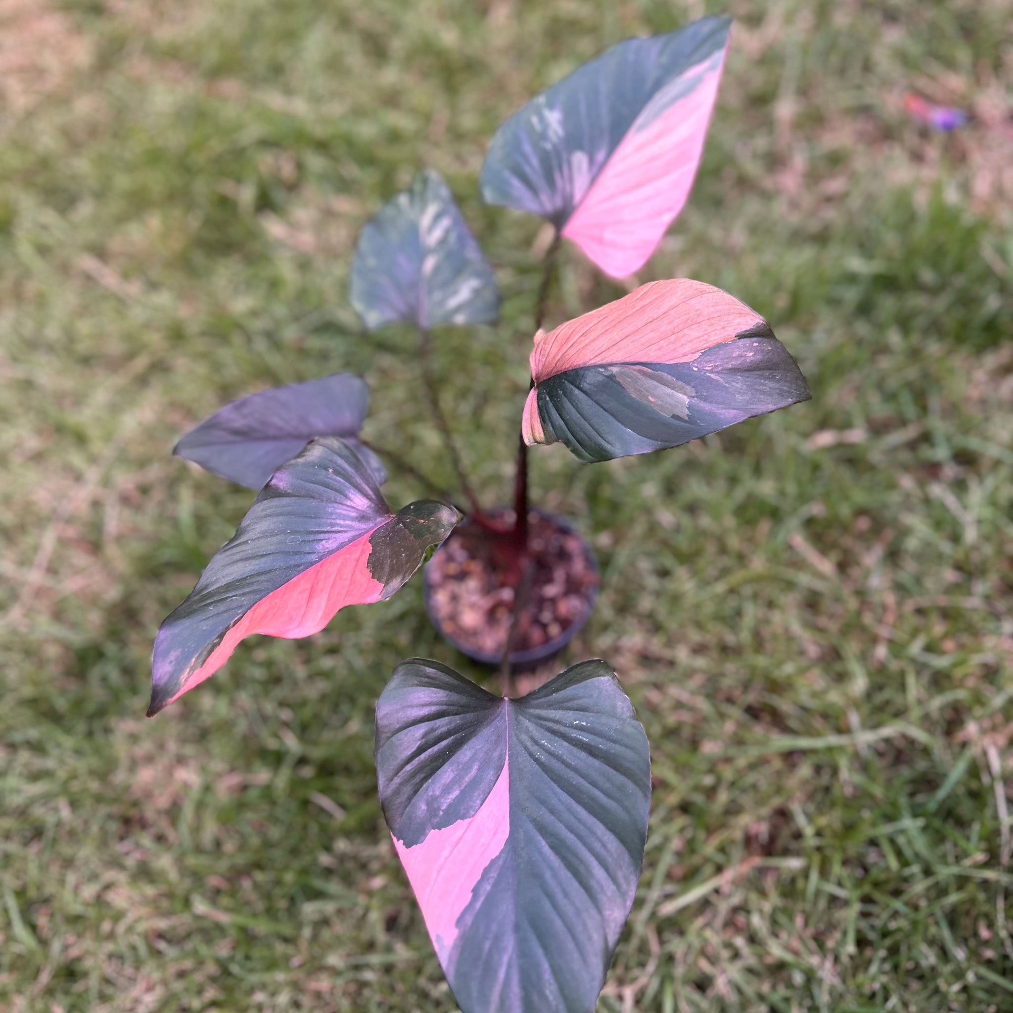 philodendron homalomena Homalomena Pink Diamond – GrowJungle
