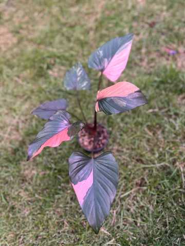 Homalomena Pink Diamond