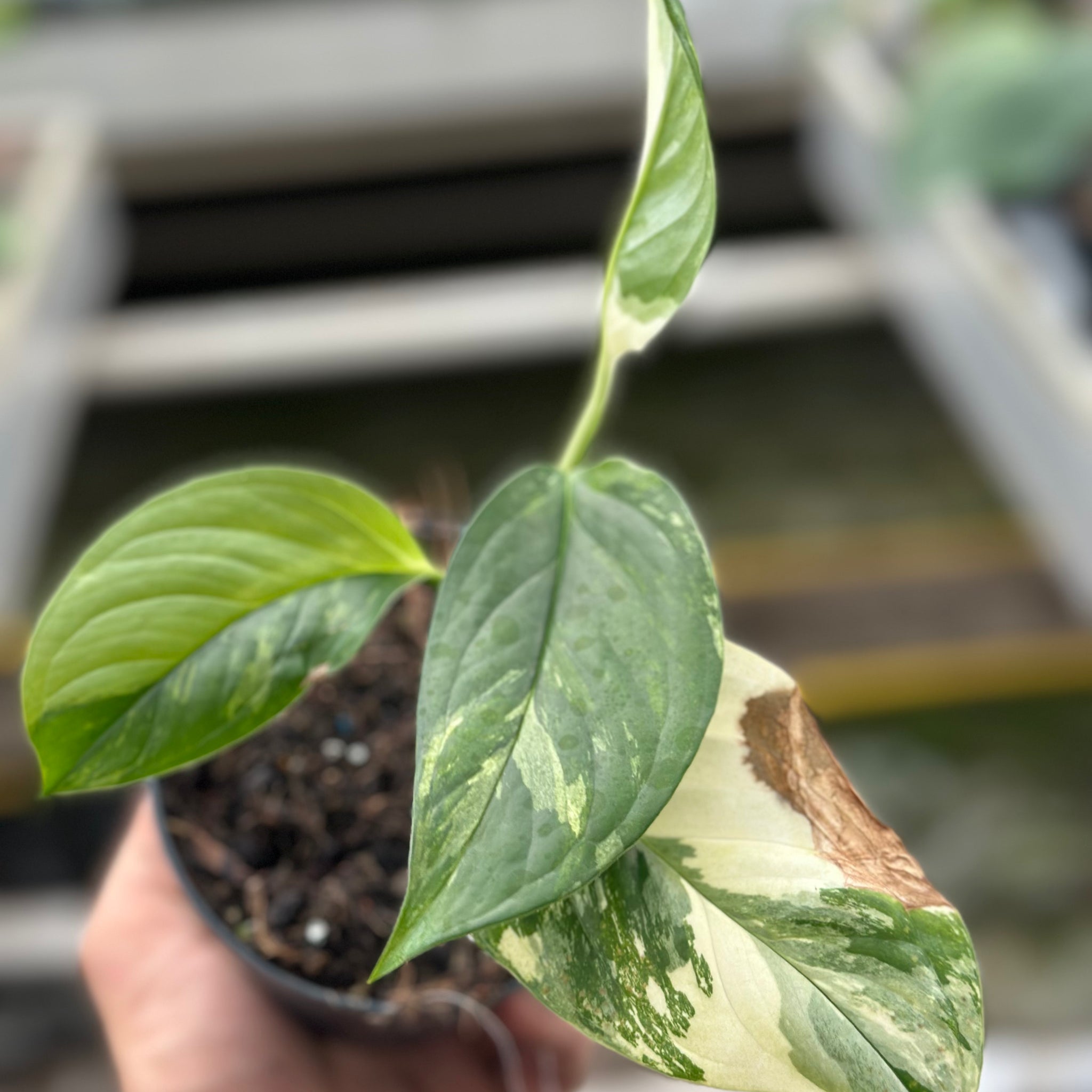 Monstera Accoyaguensis Albo Variegated