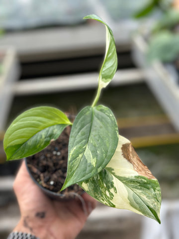 Monstera Accoyaguensis Albo Variegated