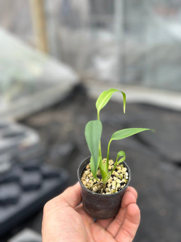 philodendron burle marx soil Philodendron Burle Marx Flame – GrowJungle