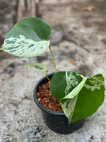 Monstera Deliciosa “Bulbasaur”