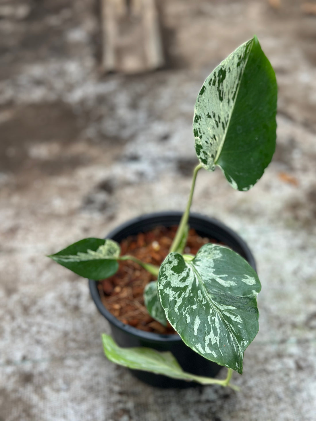 Monstera Deliciosa “Bulbasaur”
