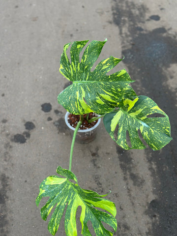 Monstera Electrolyte