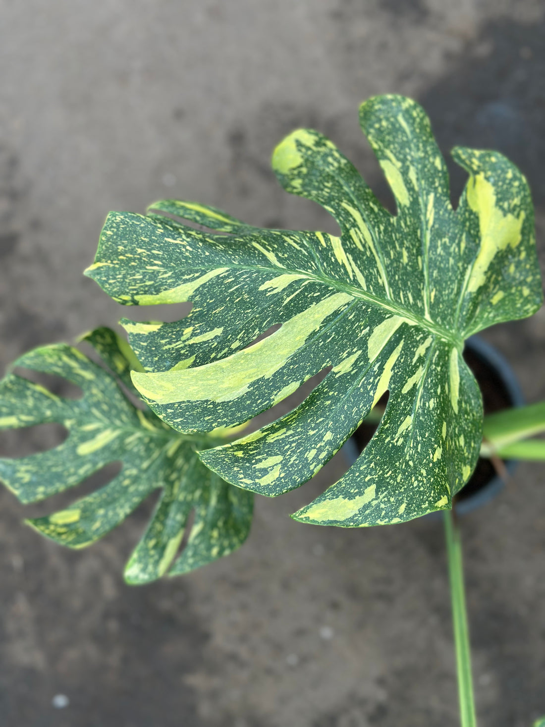 Monstera Electrolyte