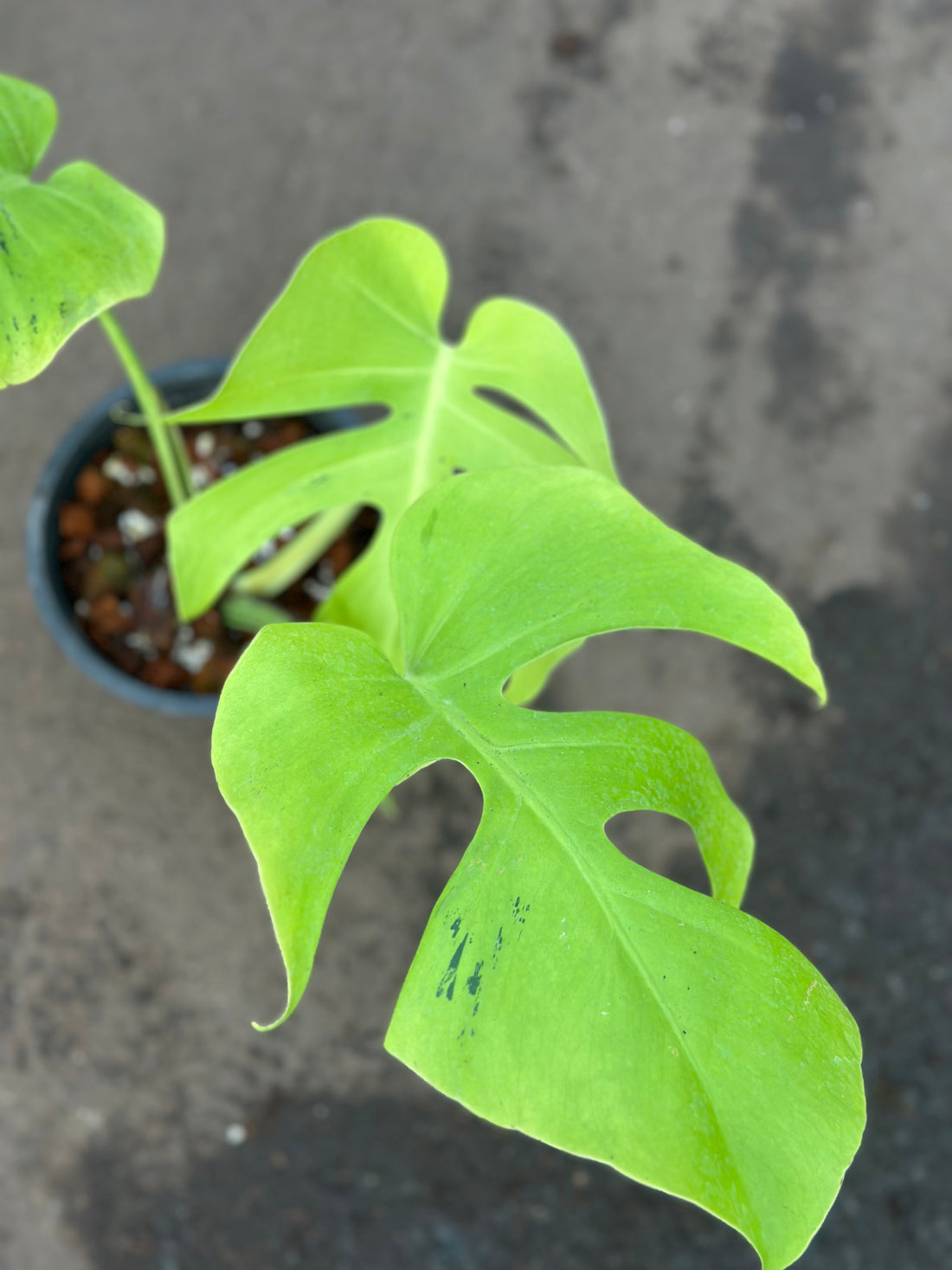 Monstera Light Lime