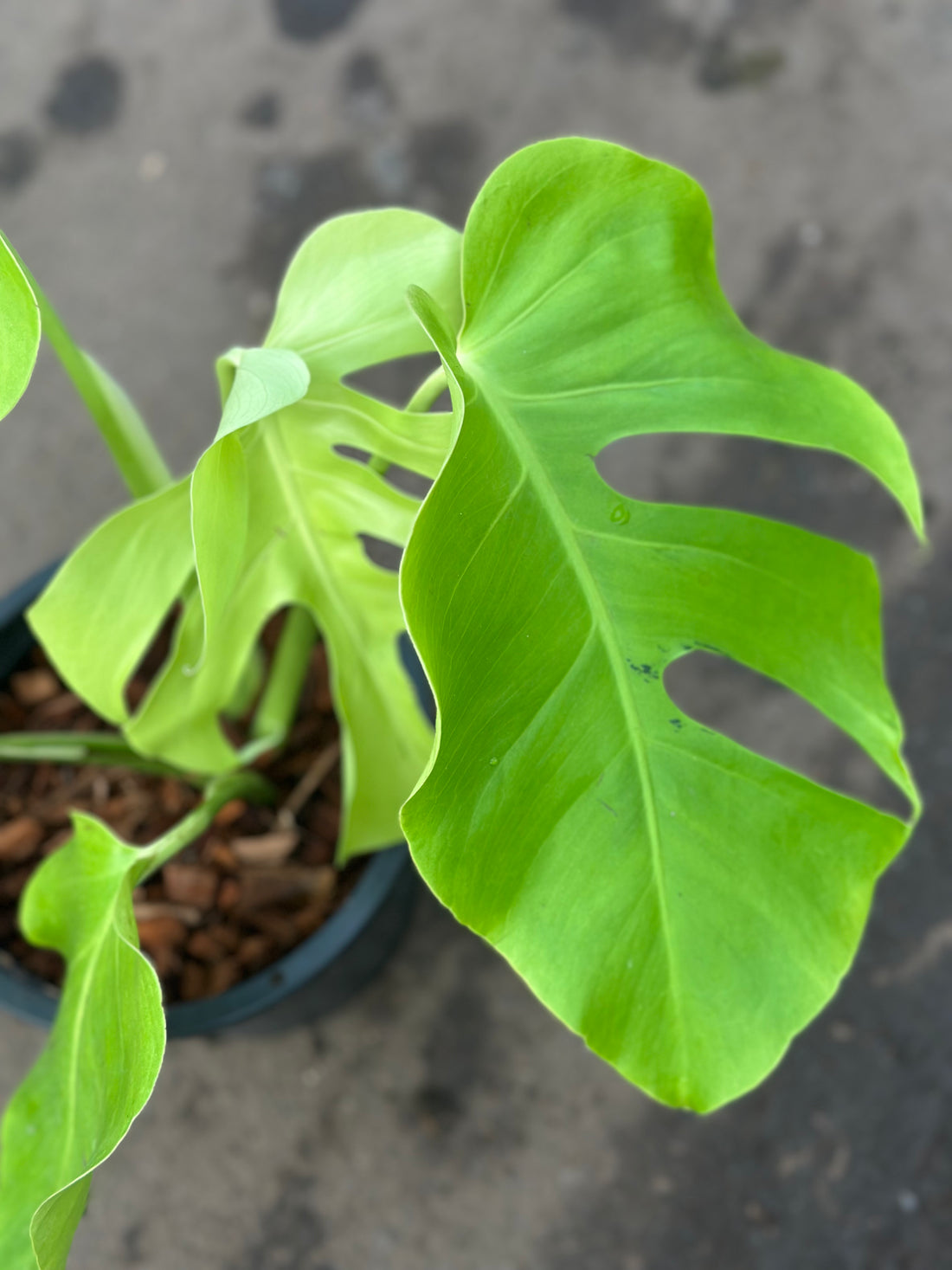 Monstera Light Lime