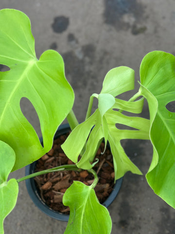Monstera Light Lime