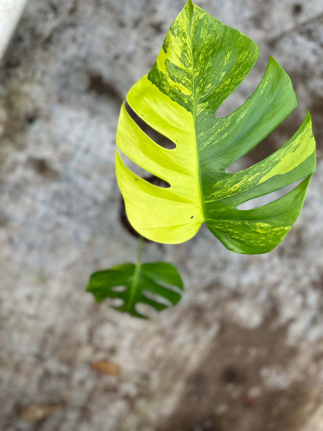 Monstera Aurea Variegated