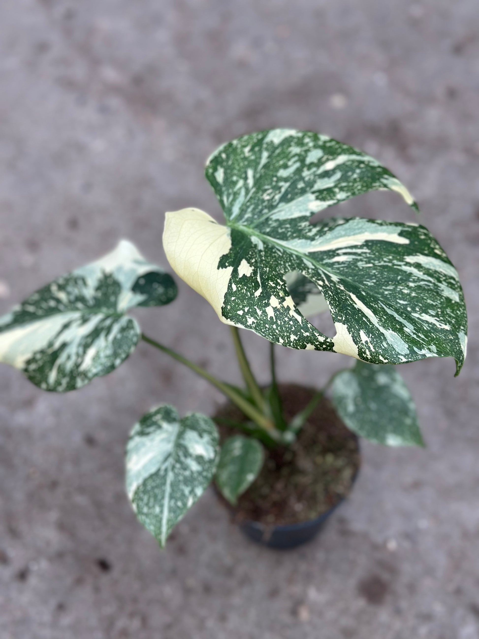 Monstera Rare Mutation 12CM – Exact Plant You Will Receive – Hand