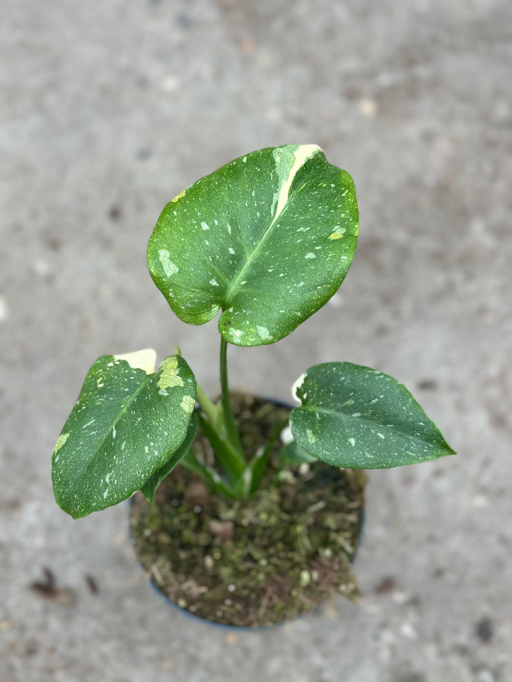 Monstera Rare Mutation 12CM – Exact Plant You Will Receive – Hand