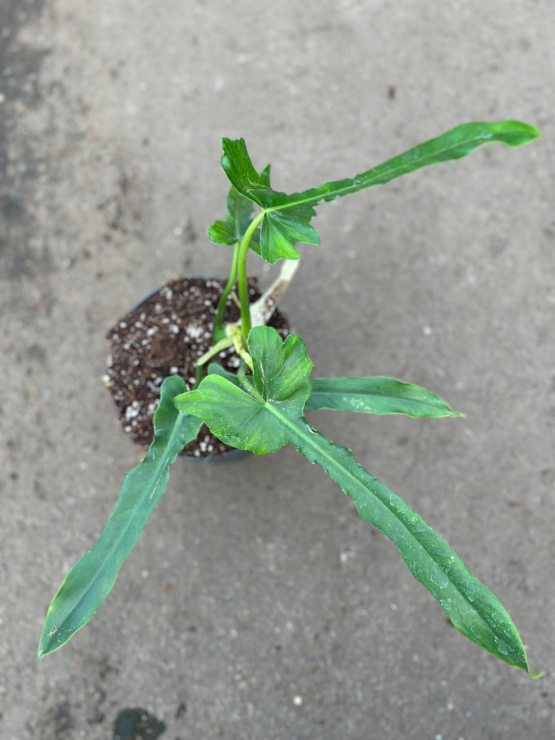 Philodendron Bille Isle