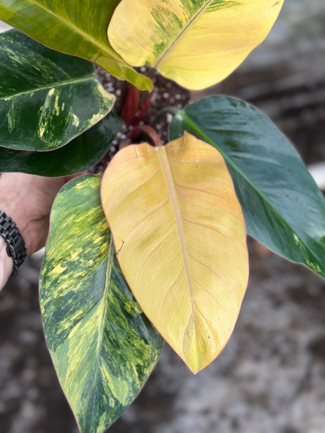 Philodendron Orange Congo Variegated
