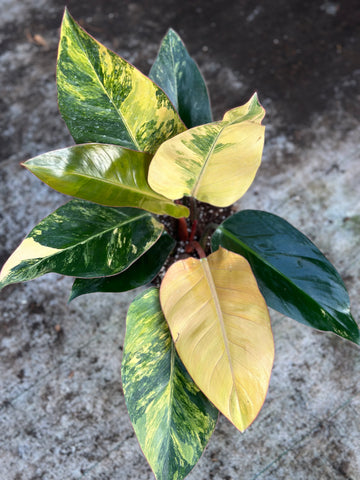 Philodendron Orange Congo Variegated