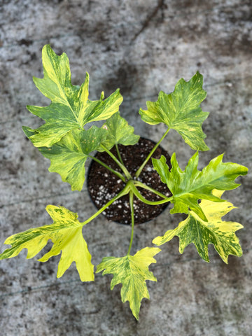 Philodendron Selloum Fire Variegated