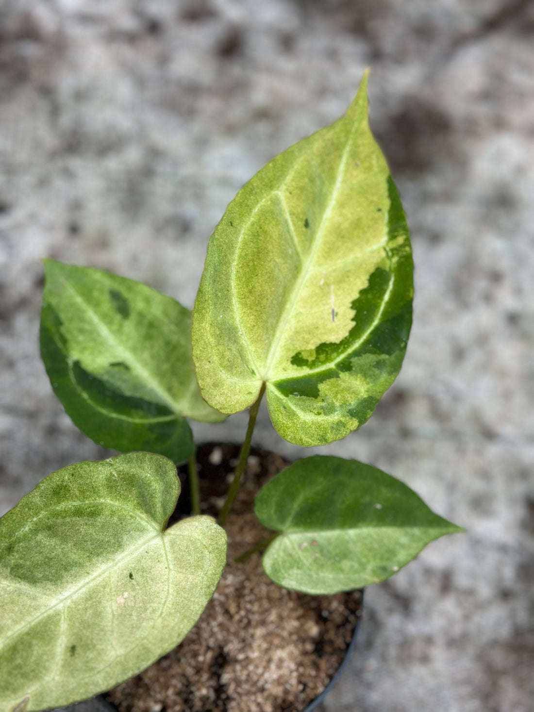 Anthurium Crystallinum Variegated