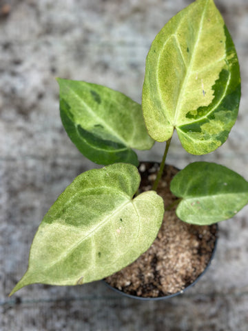 Anthurium Crystallinum Variegated