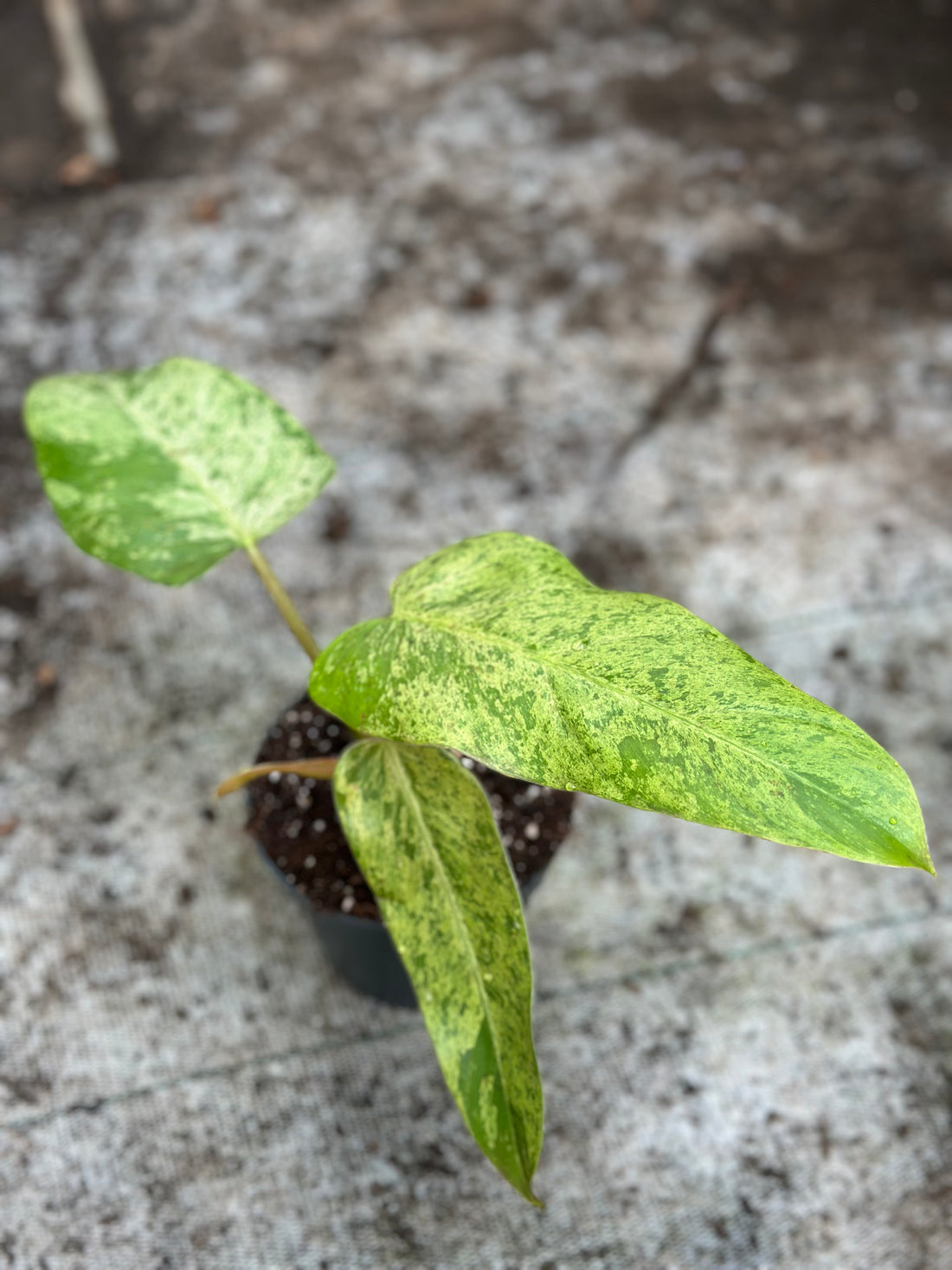 Philodendron Whipple Way Mint