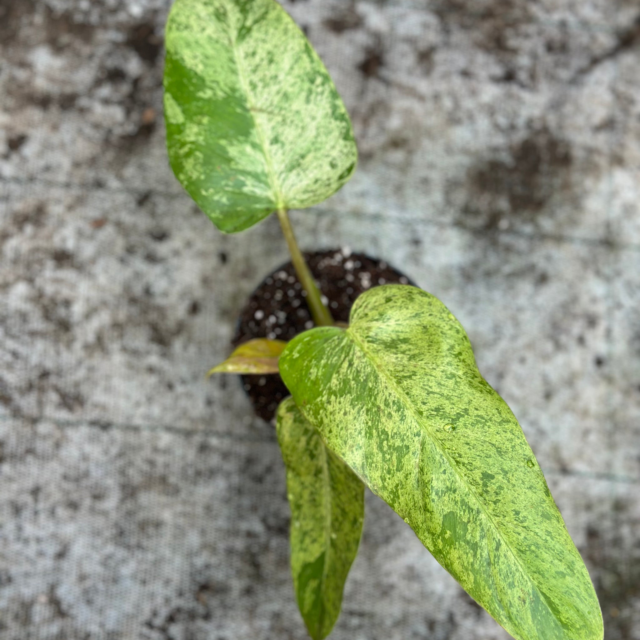 Philodendron Whipple Way Mint