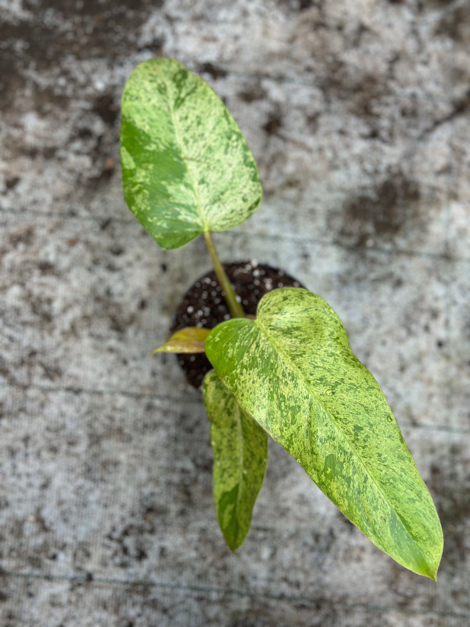philodendron whipple Philodendron Whipple Way Mint – GrowJungle