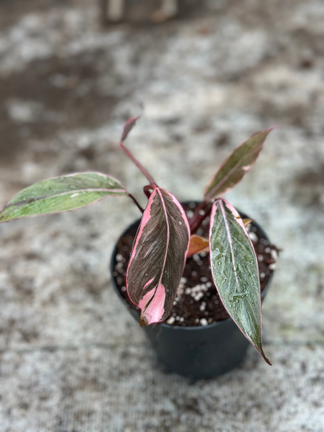 Philodendron Pink Princess Mutation