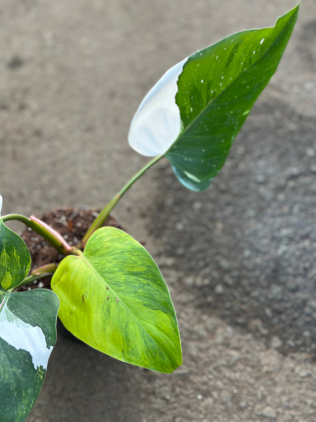 Philodendron White Princess Tricolor