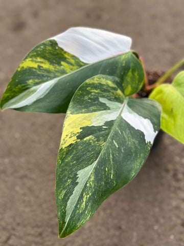 Philodendron White Princess Tricolor