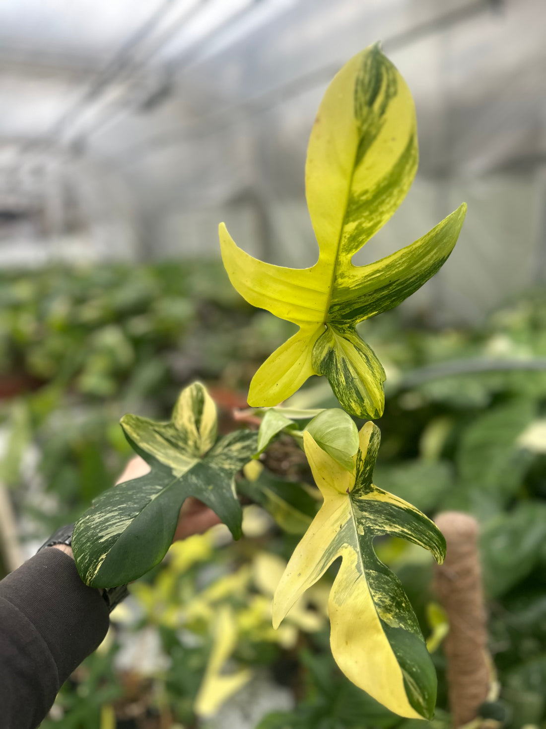 Philodendron Florida Beauty