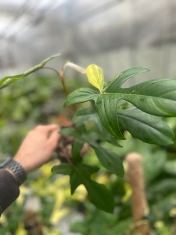 Philodendron Florida Beauty