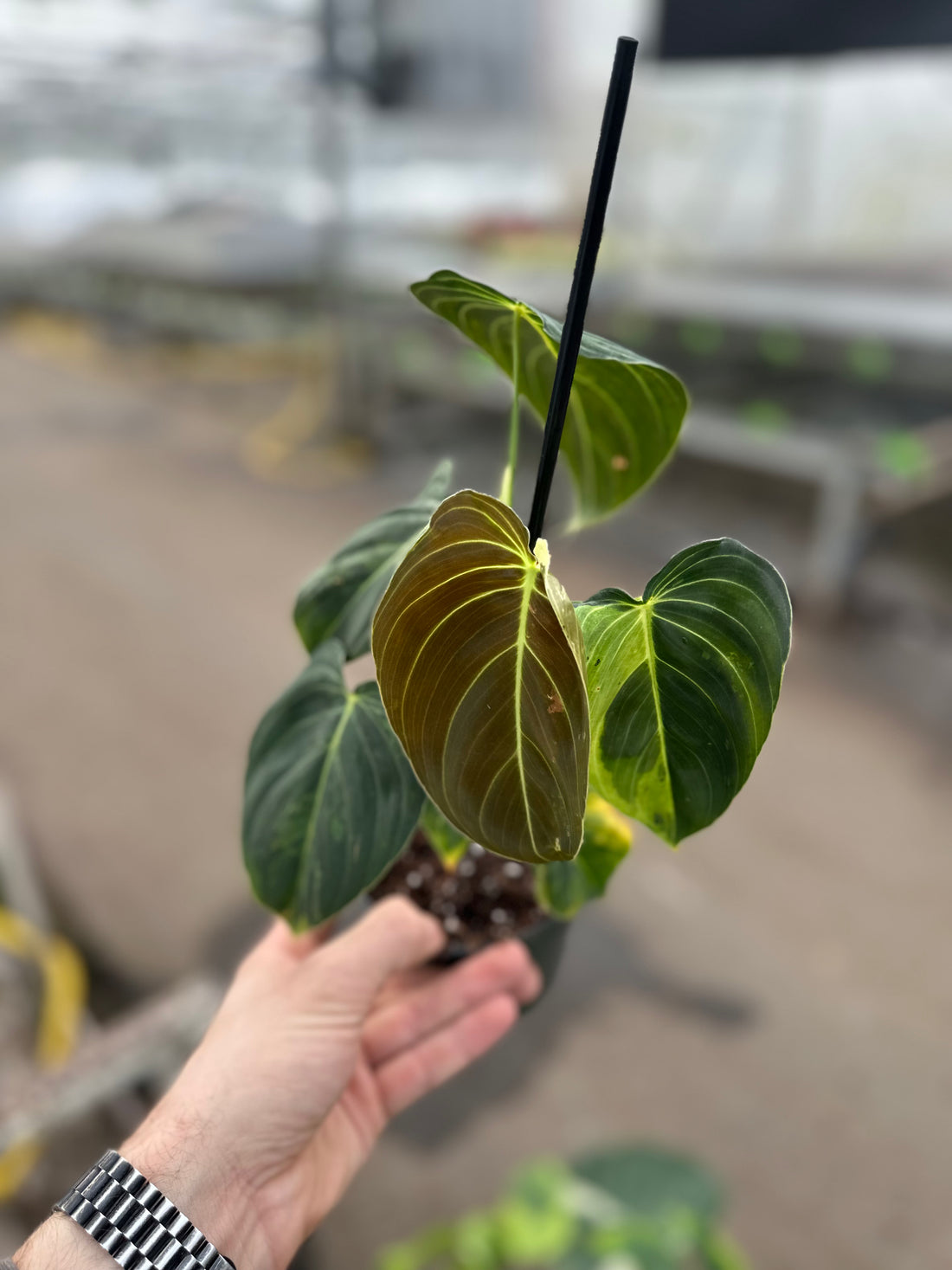 Philodendron Melanochrysum Variegated