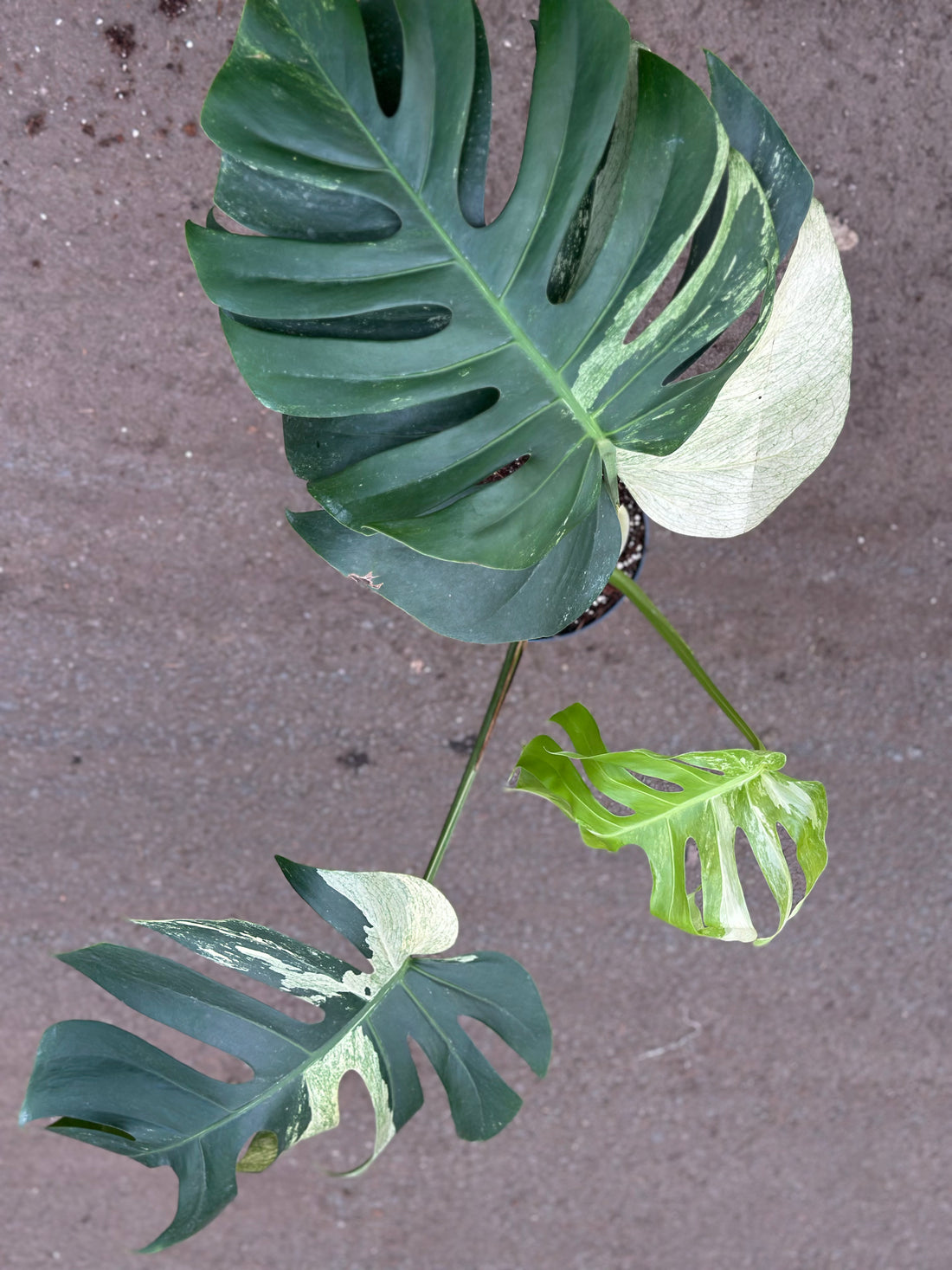 Monstera Jungle Mint