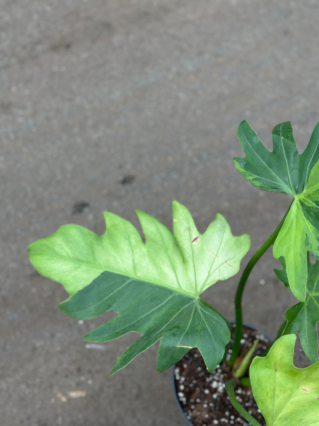 Philodendron Radiatum Variegated