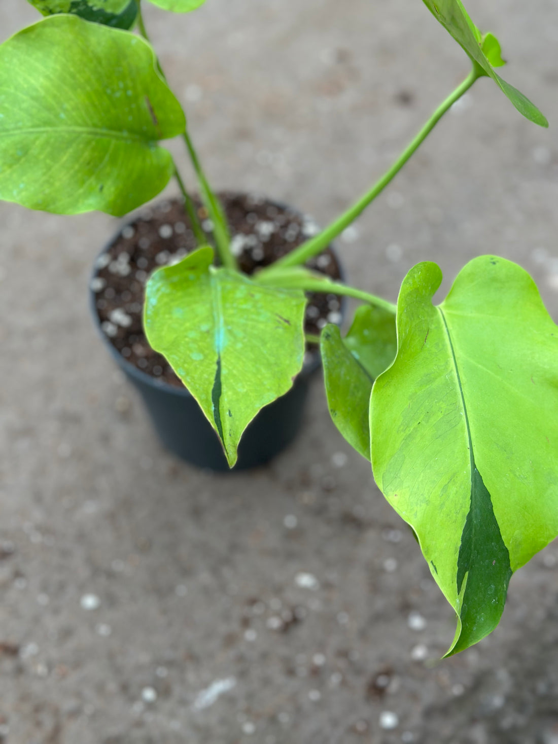 Monstera Light Lime