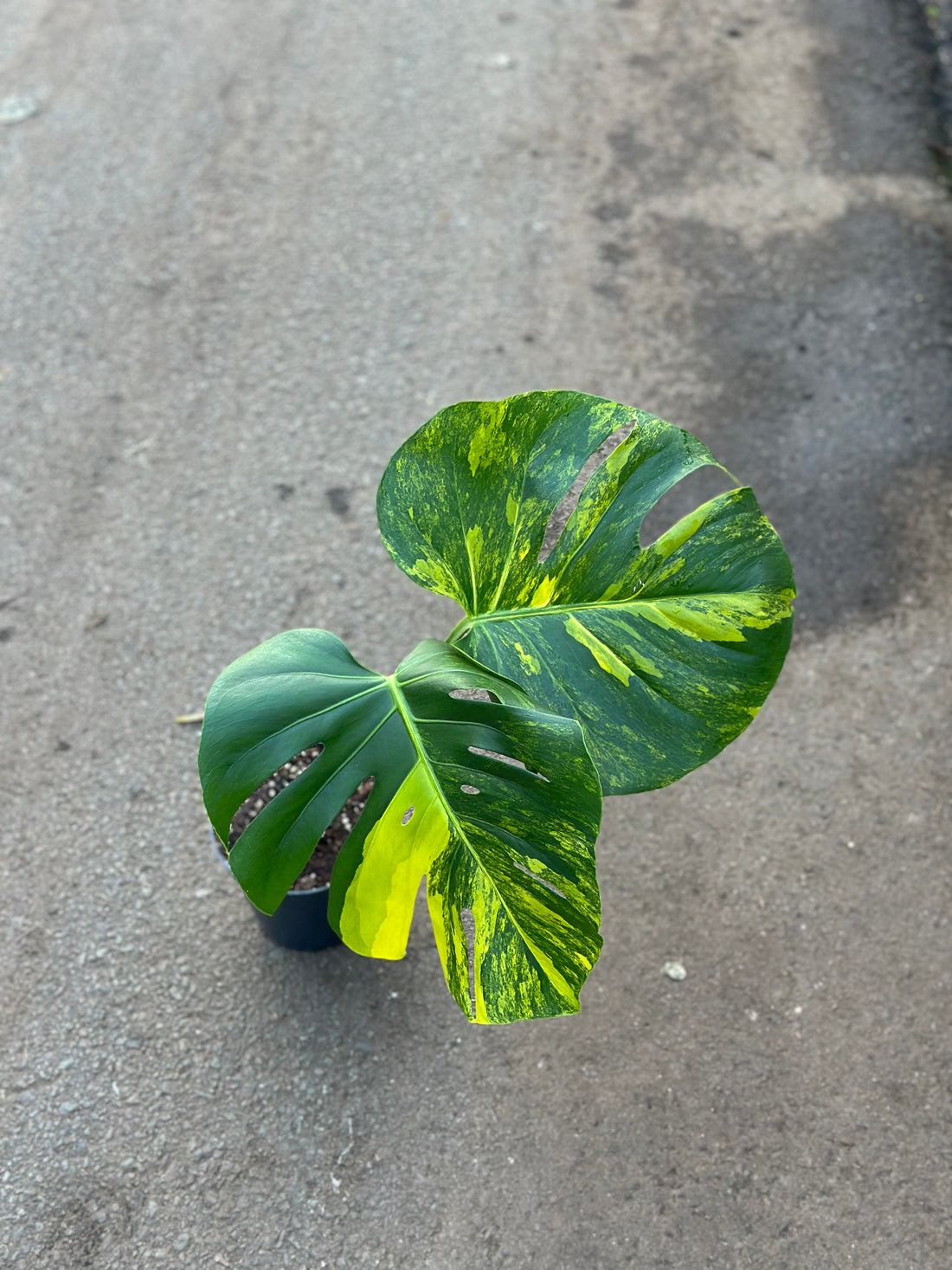 Monstera Yellow Marilyn