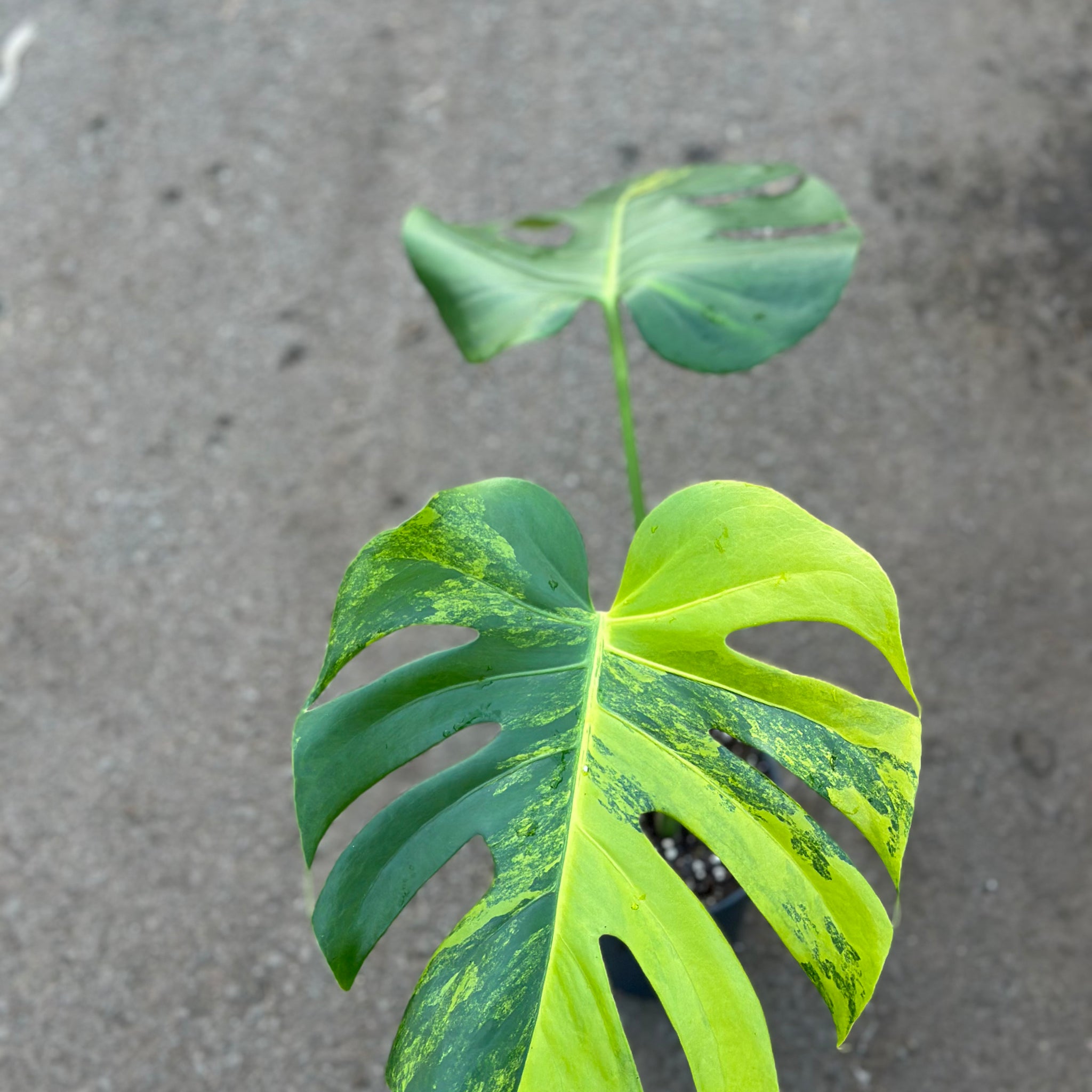 Monstera Yellow Marilyn – GrowJungle