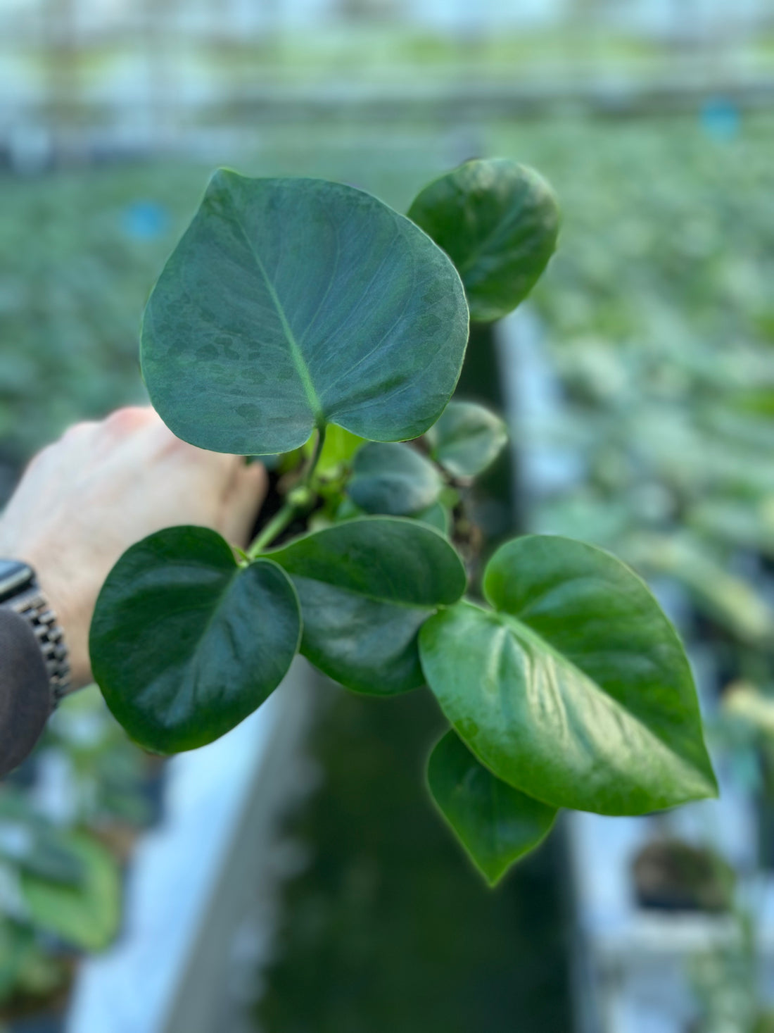 Monstera Deliciosa Tauerii