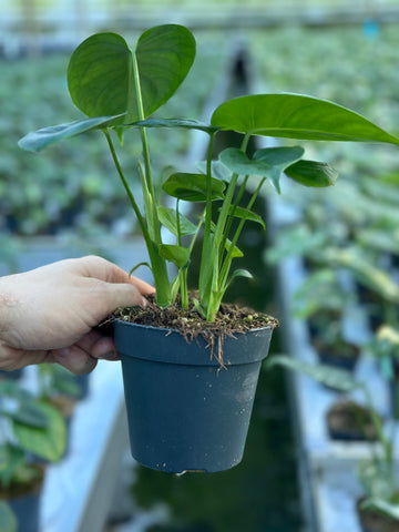 Monstera Deliciosa Tauerii